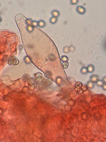 Pluteus chrysophlebius